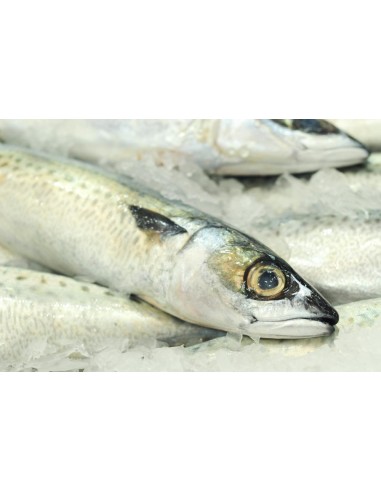 Caballa fresca