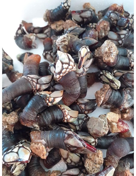 Percebes